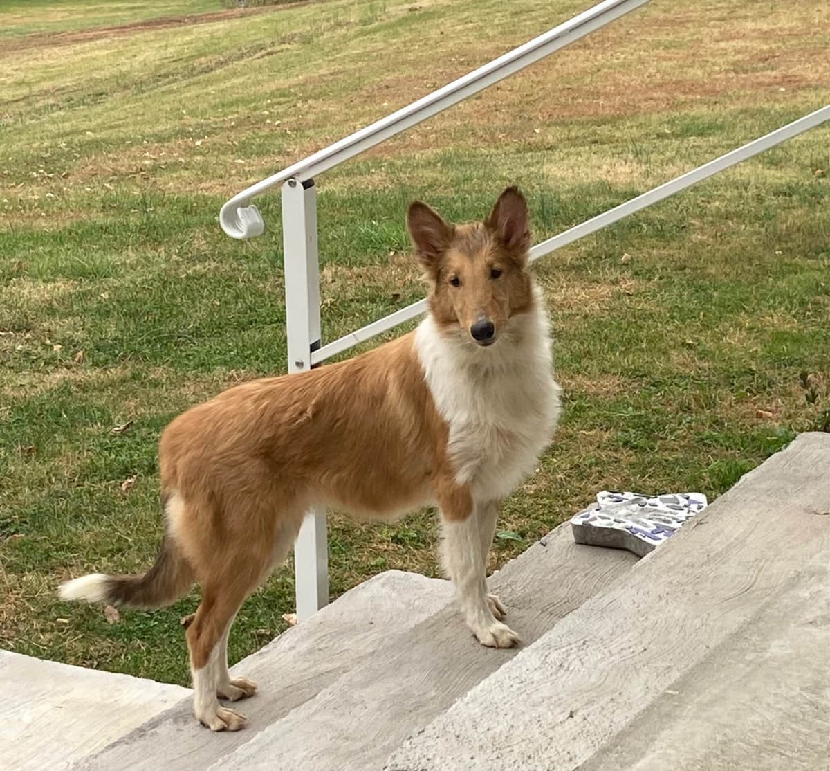 Collie Puppies breeder image 6