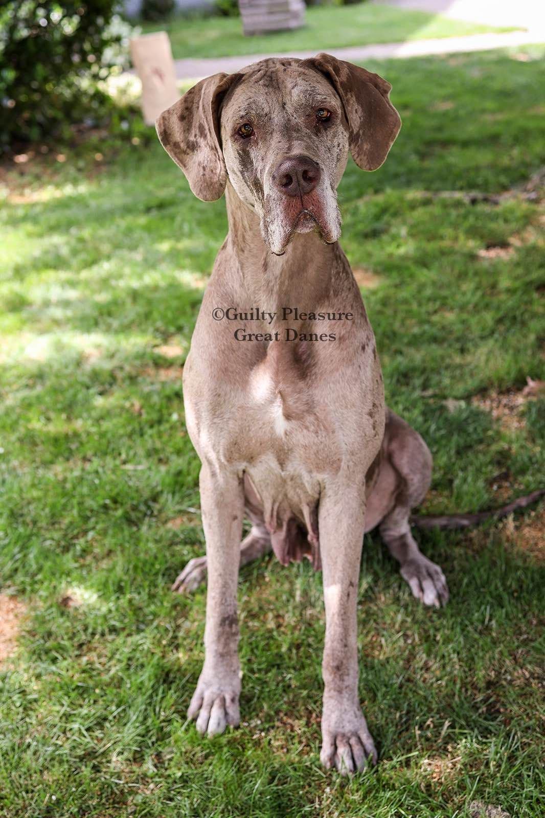 French Bulldog Puppies - Ready Today! breeder image 1