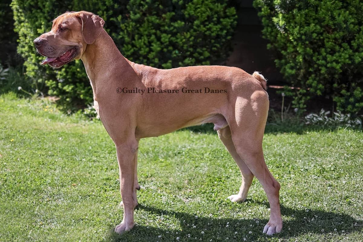 French Bulldog Puppies - Ready Today! breeder image 4
