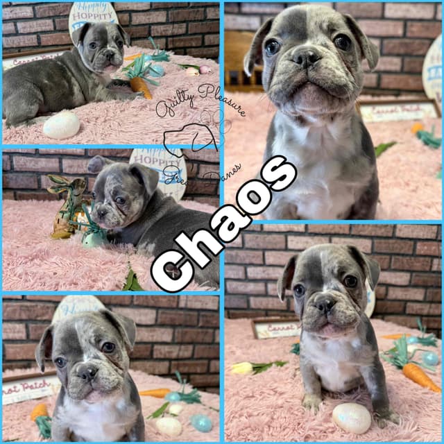 French Bulldog Puppies media 2