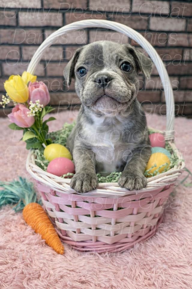 French Bulldog Puppies media 3