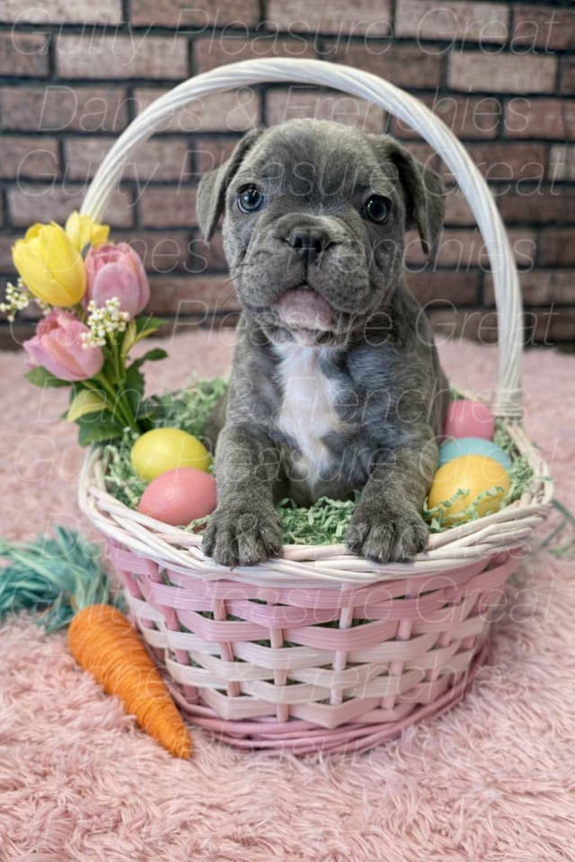 French Bulldog Puppies media 4