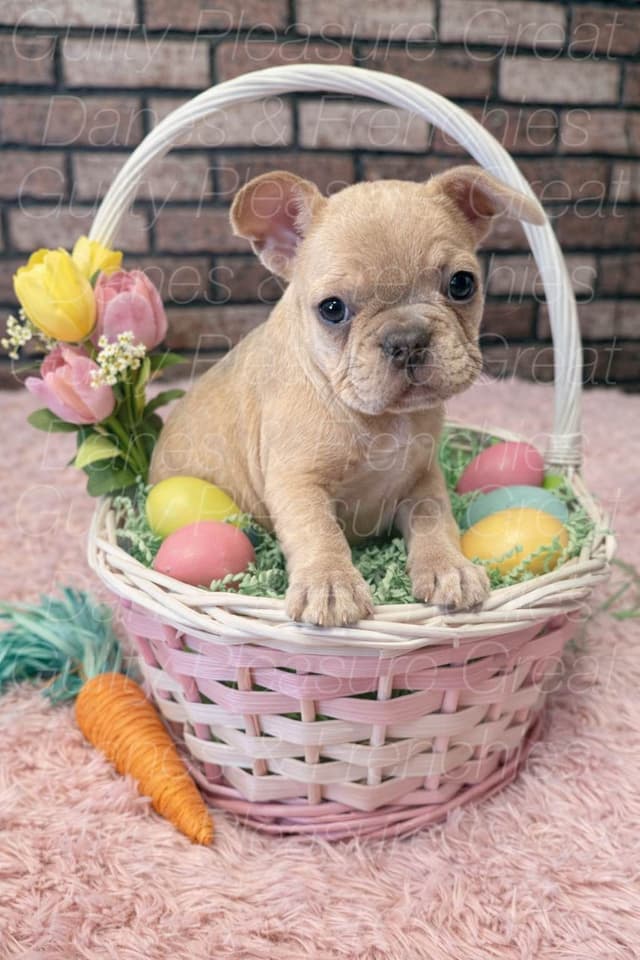 French Bulldog Puppies - Ready Today! media 3