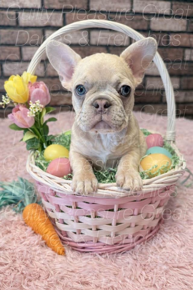 French Bulldog Puppies - Ready Today! media 4