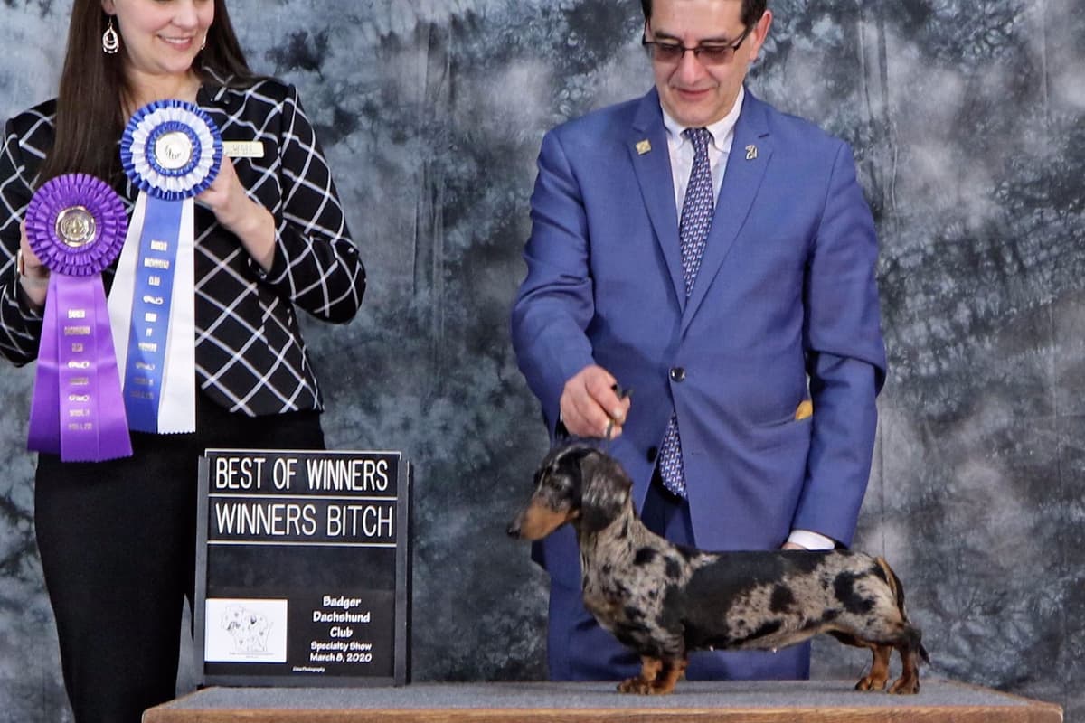 Dachshund Puppies breeder image 1