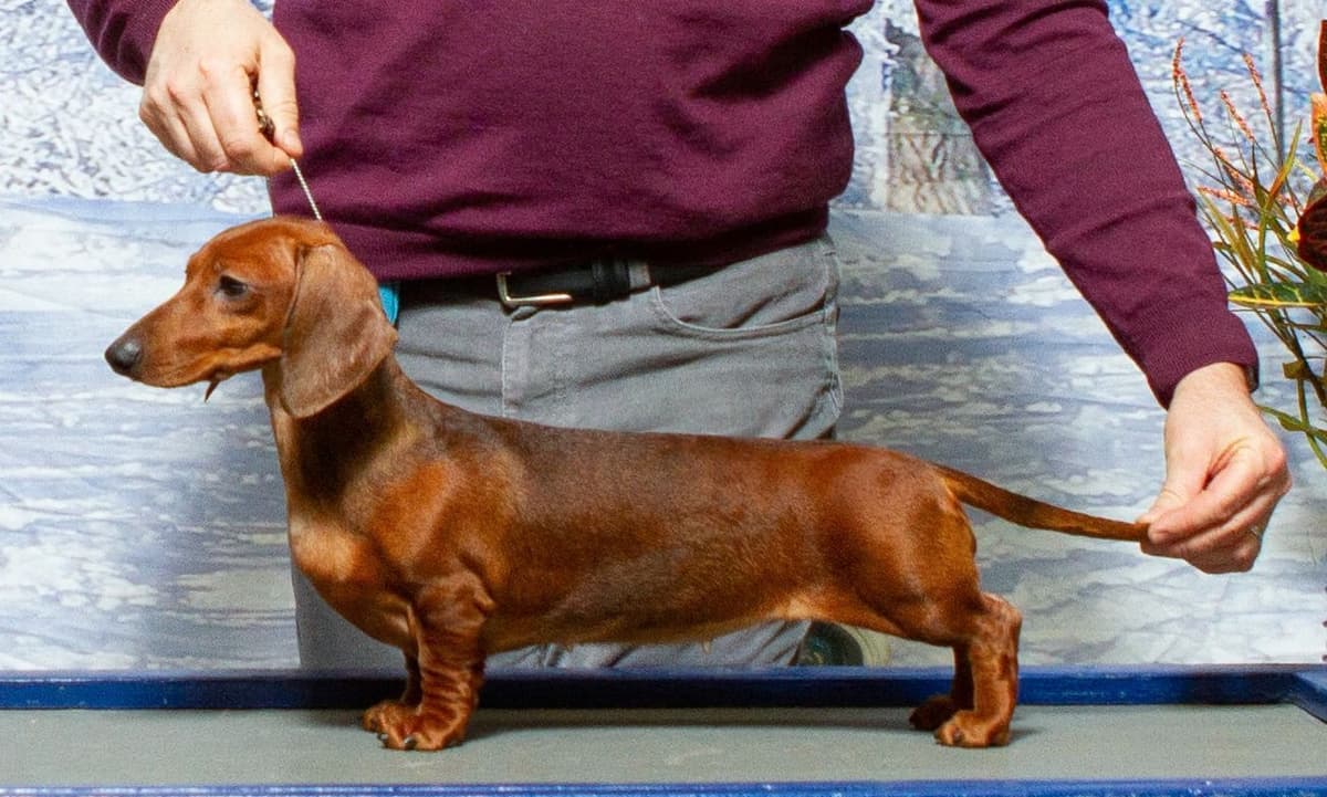 Dachshund Puppies breeder image 5