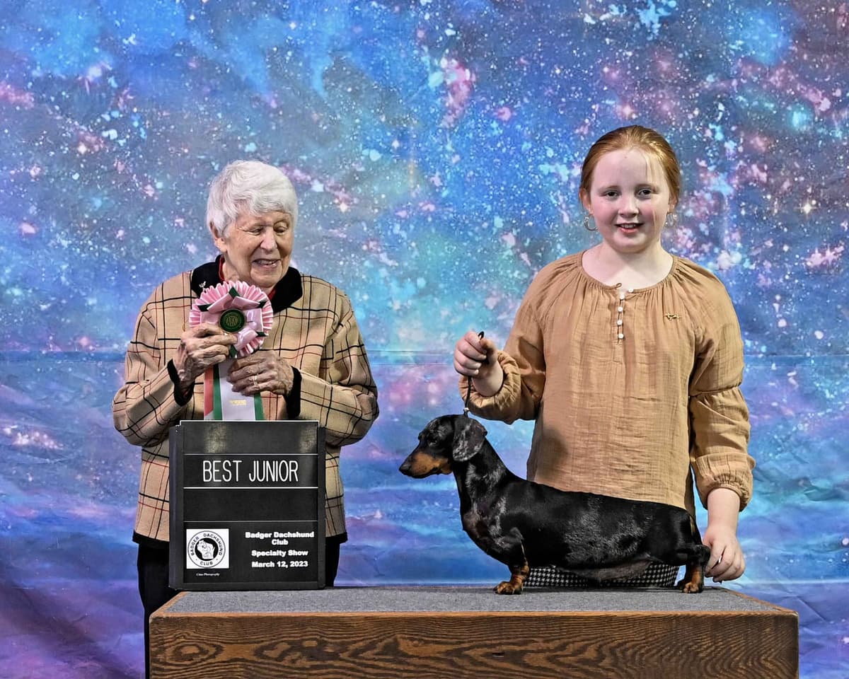 Dachshund Puppies breeder image 8