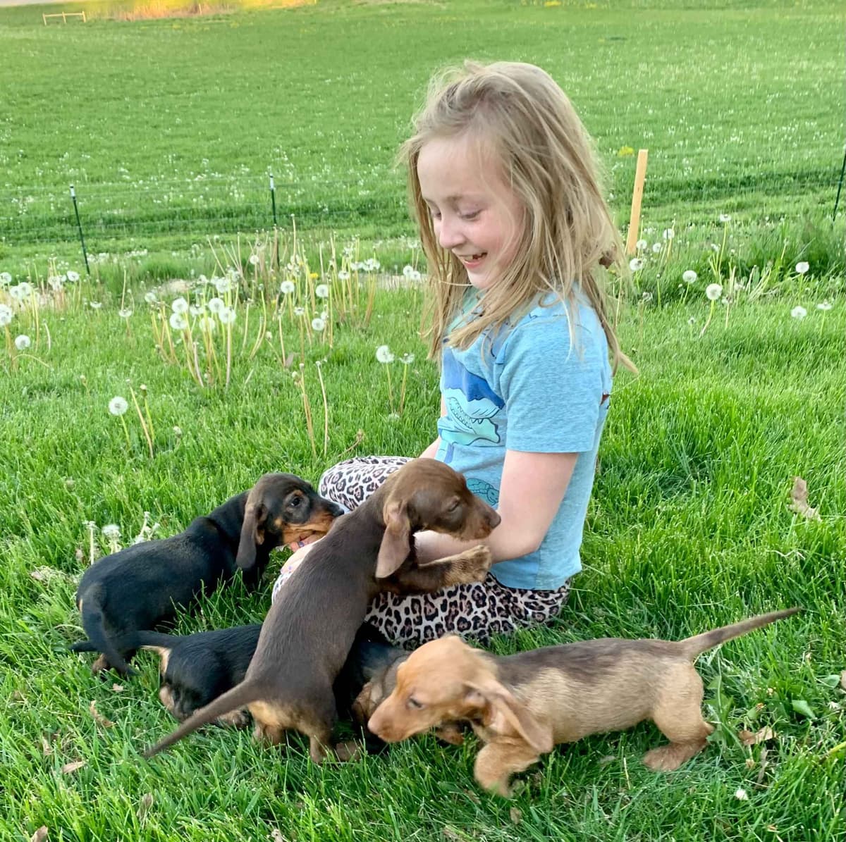 Dachshund Puppies breeder image 12