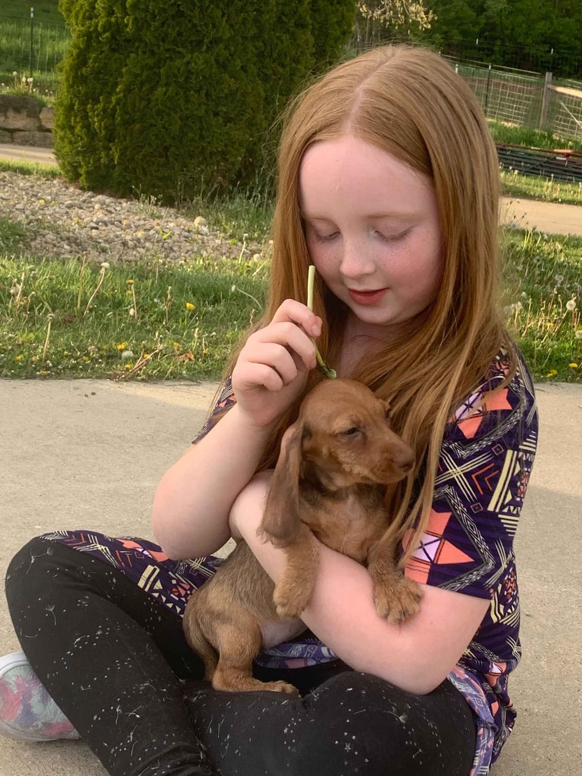 Dachshund Puppies breeder image 13