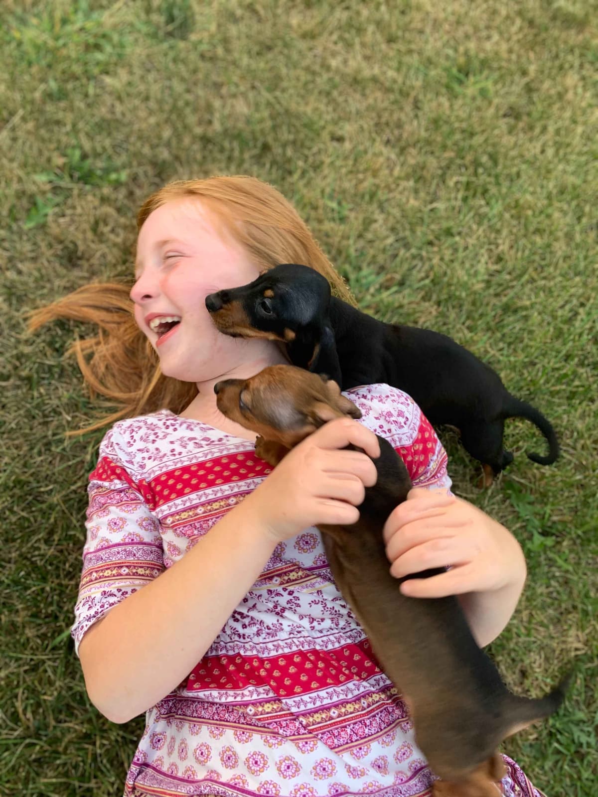 Dachshund Puppies breeder image 14
