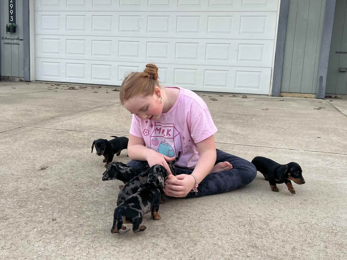 Dachshund Puppies breeder image 16