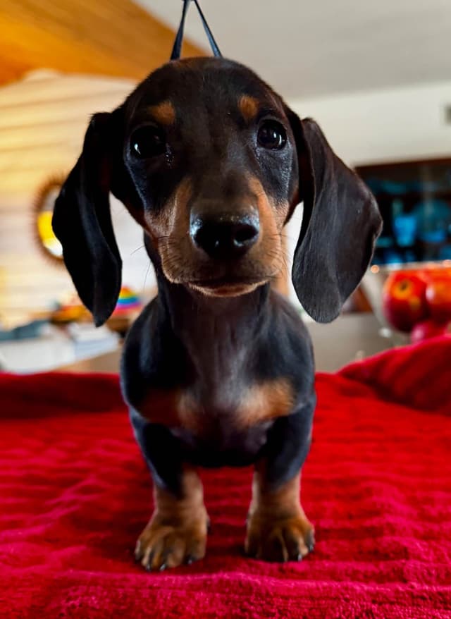 Healthy, Outgoing Mini Smooth Dachshund Puppies media 5