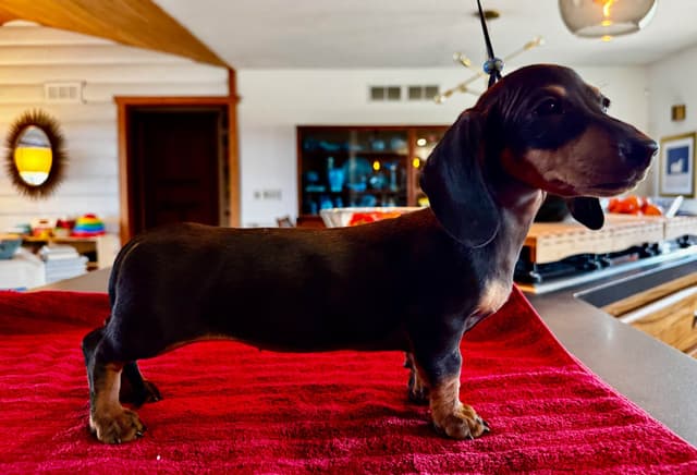 Healthy, Outgoing Mini Smooth Dachshund Puppies media 6