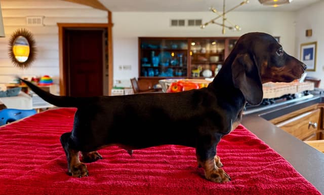 Healthy, Outgoing Mini Smooth Dachshund Puppies media 8