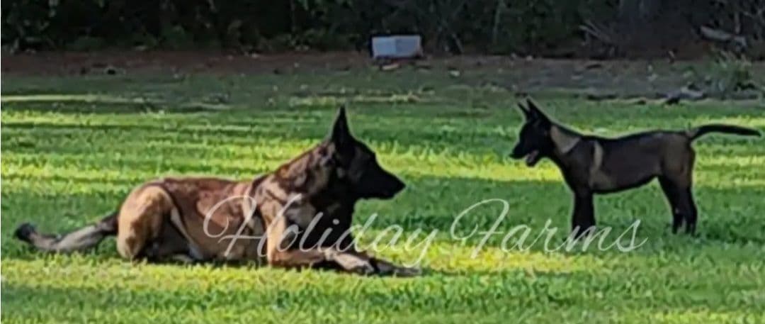 Holiday Farms Belgian Malinois Puppies breeder image 1