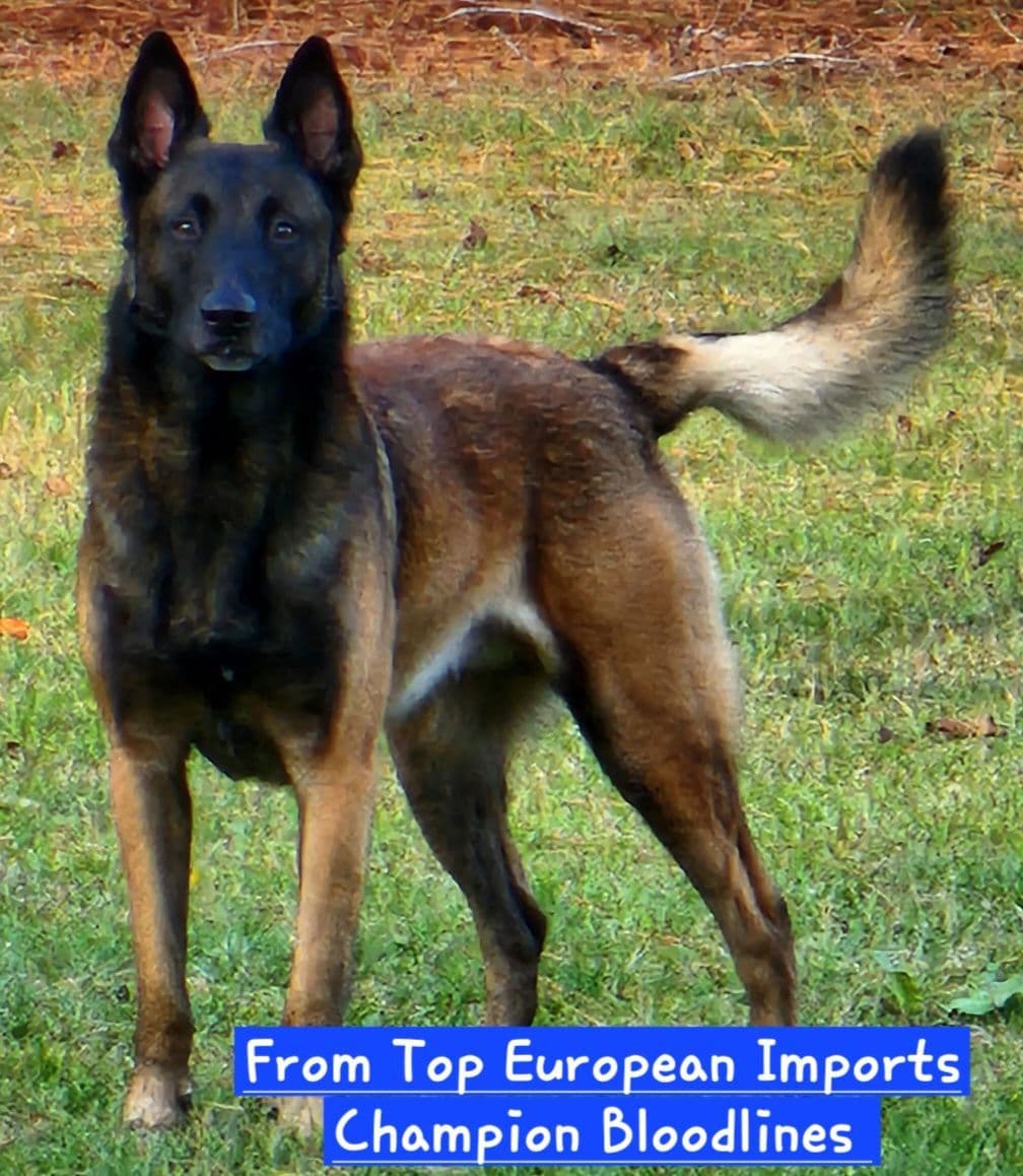 Holiday Farms Belgian Malinois Puppies breeder image 2