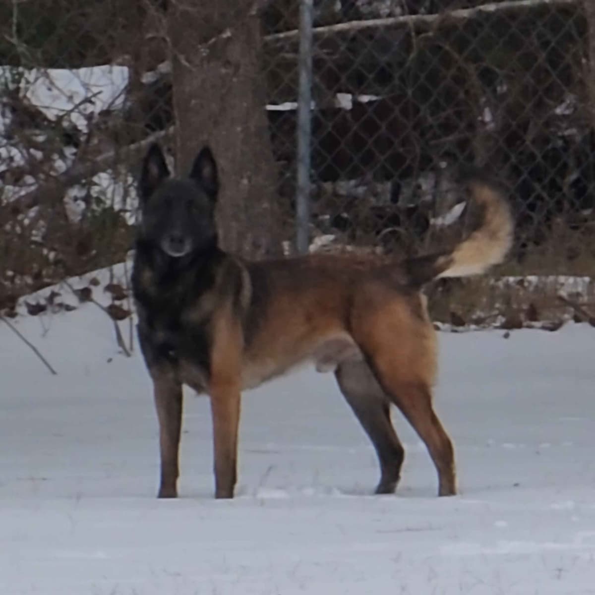 Holiday Farms Belgian Malinois Puppies breeder image 4