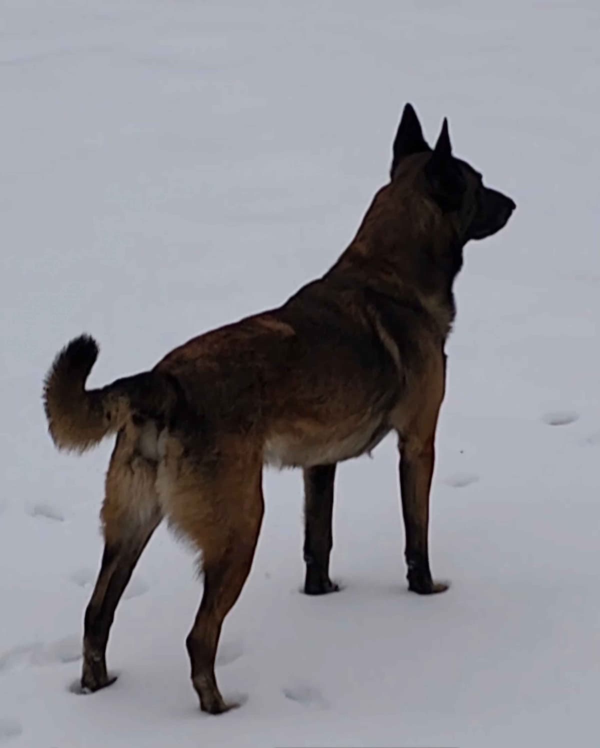 Holiday Farms Belgian Malinois Puppies breeder image 5