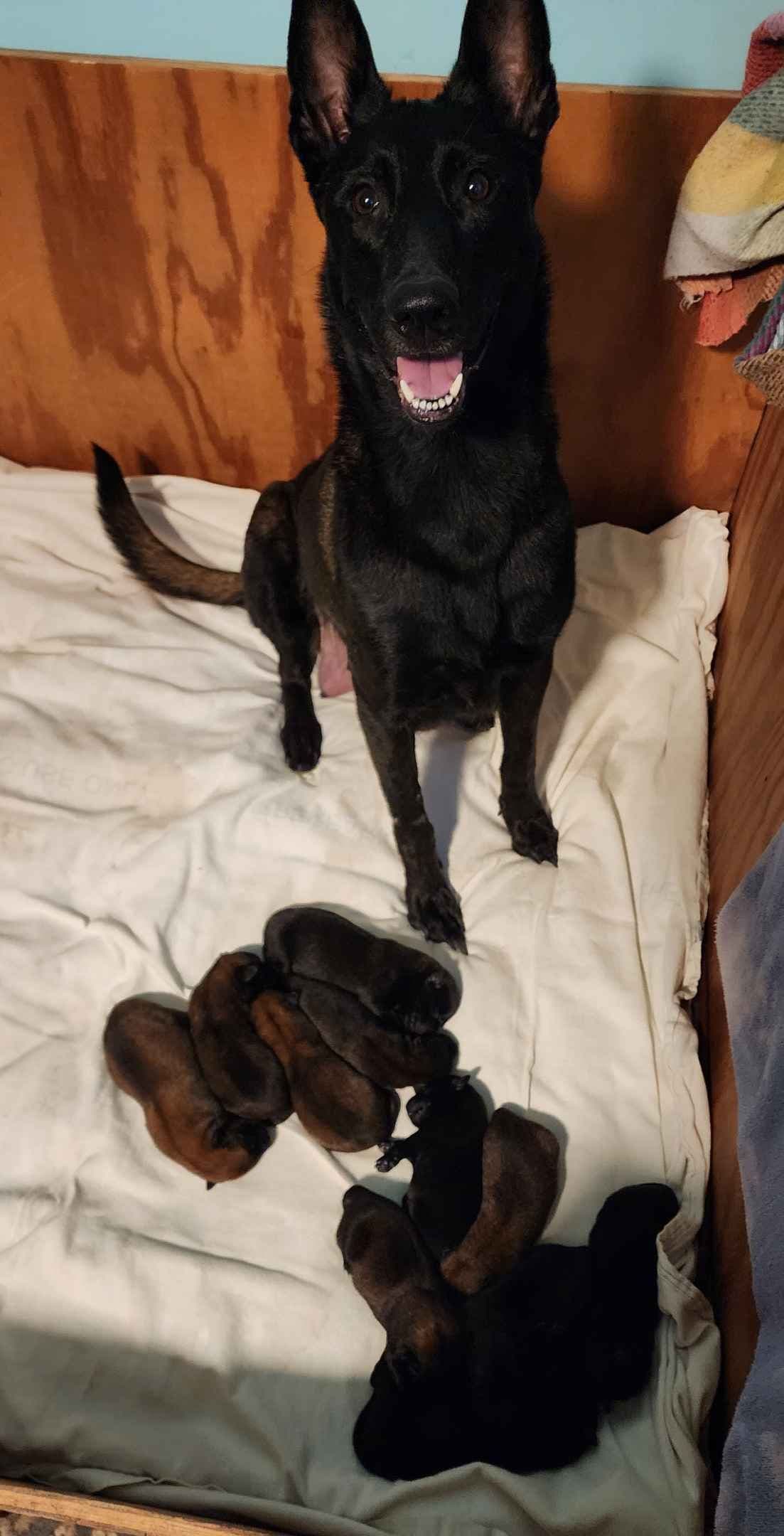 Holiday Farms Belgian Malinois Puppies breeder image 8