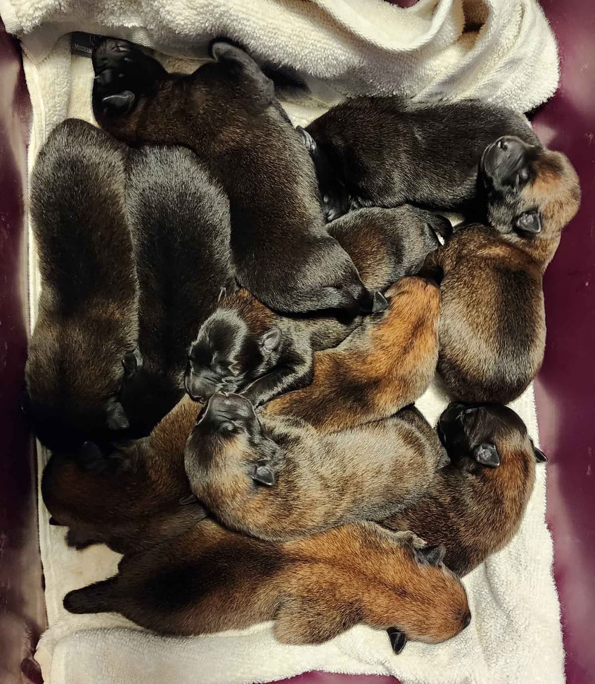 Holiday Farms Belgian Malinois Puppies breeder image 9