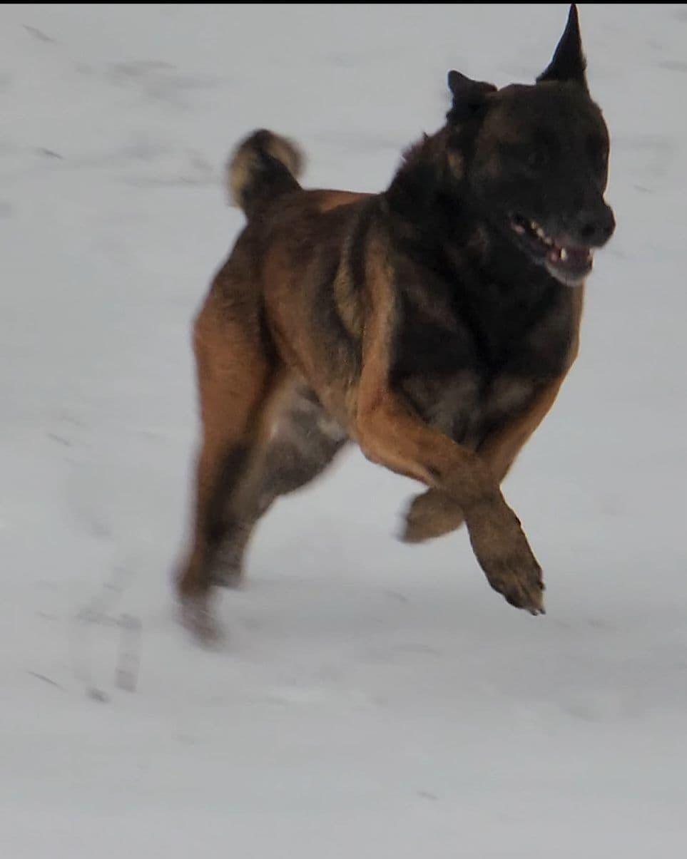 Holiday Farms Belgian Malinois Puppies breeder image 12