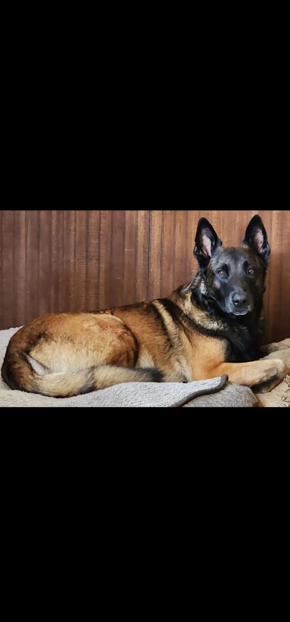 Holiday Farms Belgian Malinois Puppies breeder image 13
