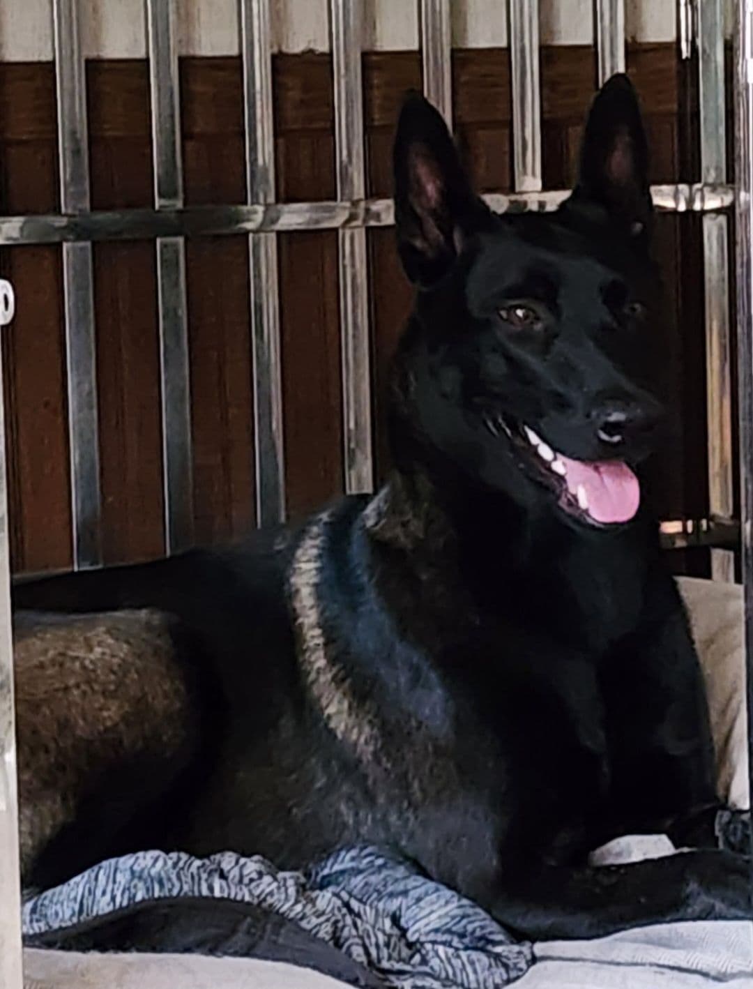 Holiday Farms Belgian Malinois Puppies breeder image 14