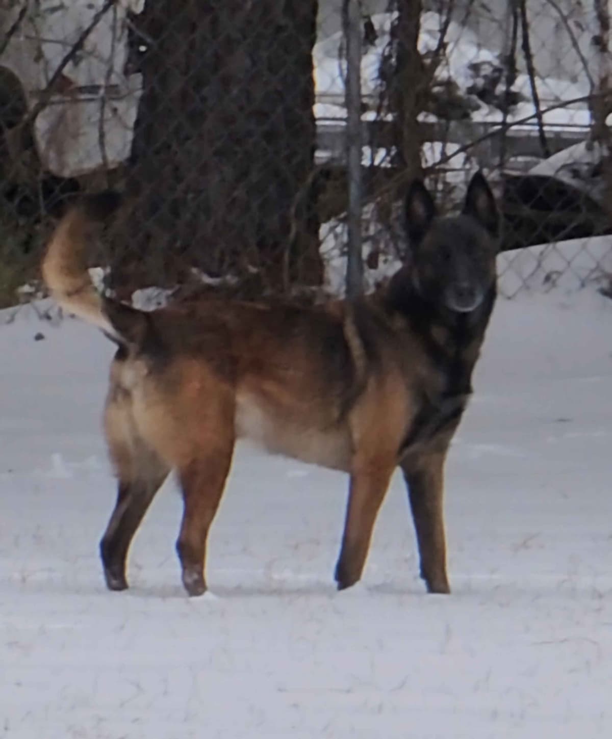 Holiday Farms Belgian Malinois Puppies breeder image 20