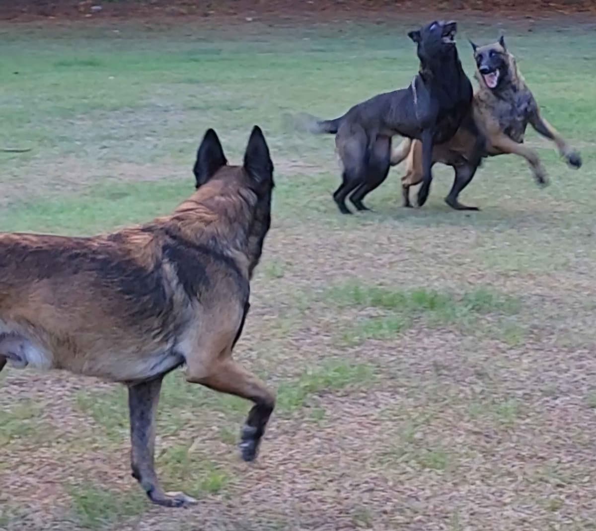 Holiday Farms Belgian Malinois Puppies breeder image 19