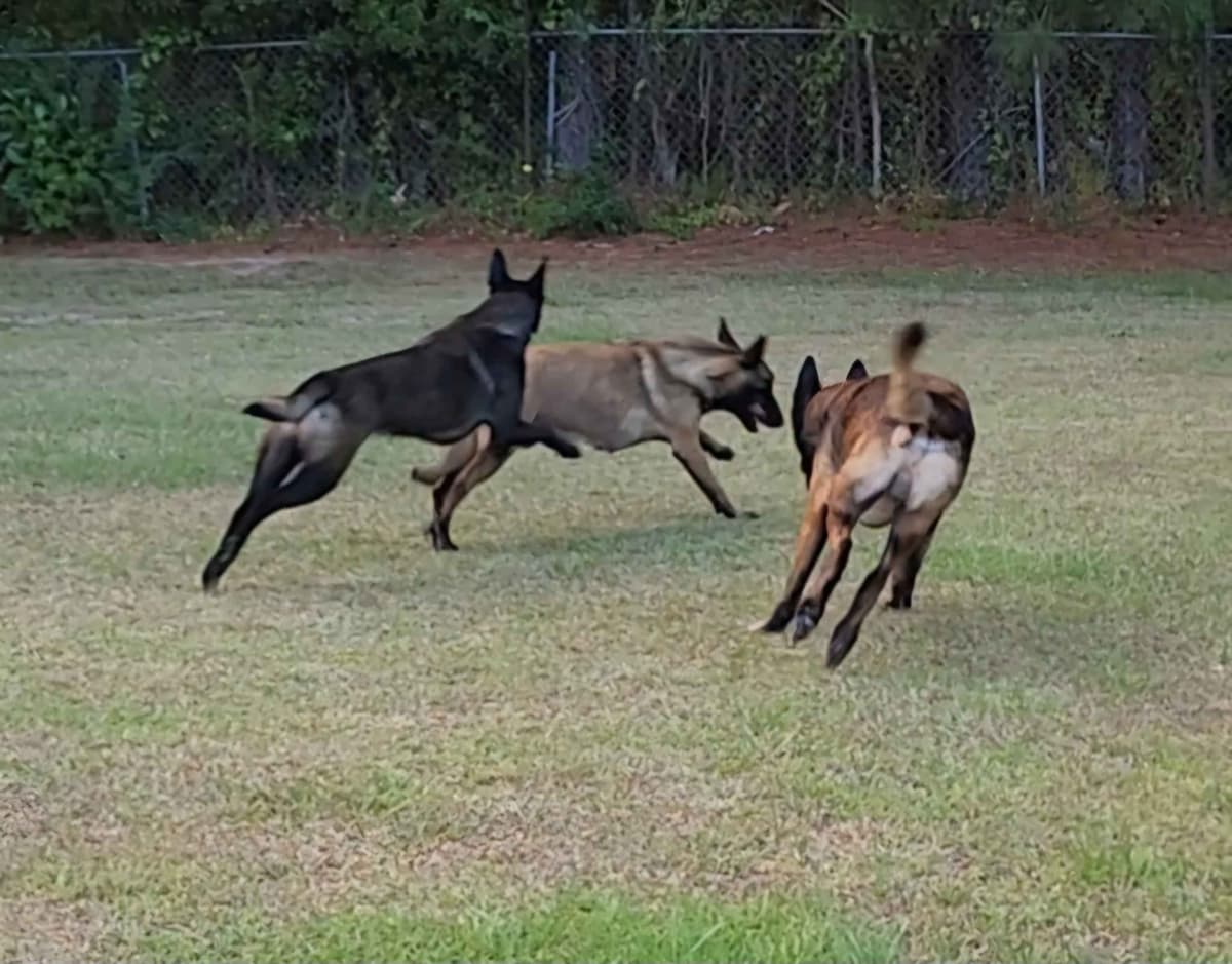 Holiday Farms Belgian Malinois Puppies breeder image 21