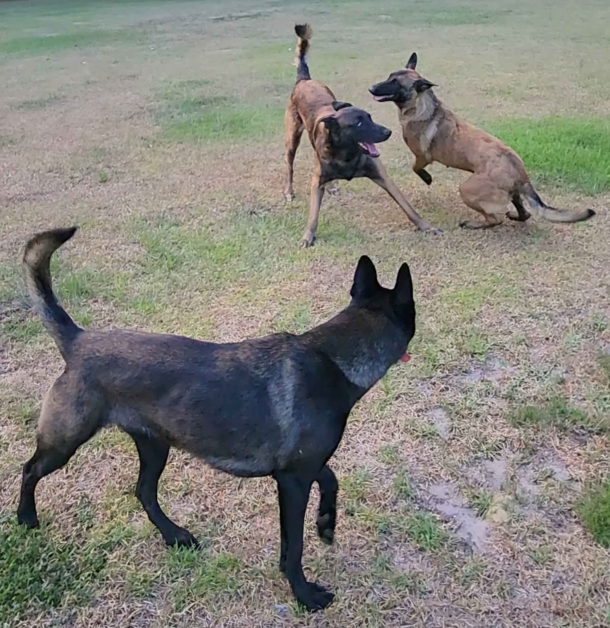 Holiday Farms Belgian Malinois Puppies breeder image 22