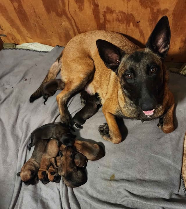 Holiday Farms Belgian Malinois Puppies media 15
