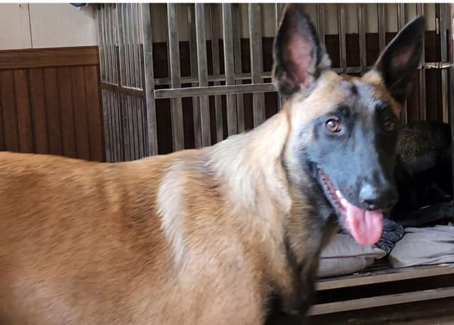 Holiday Farms Belgian Malinois Puppies media 16