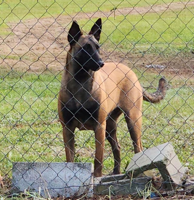 Holiday Farms Belgian Malinois Puppies media 9