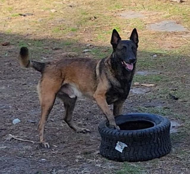 Holiday Farms Belgian Malinois Puppies media 20