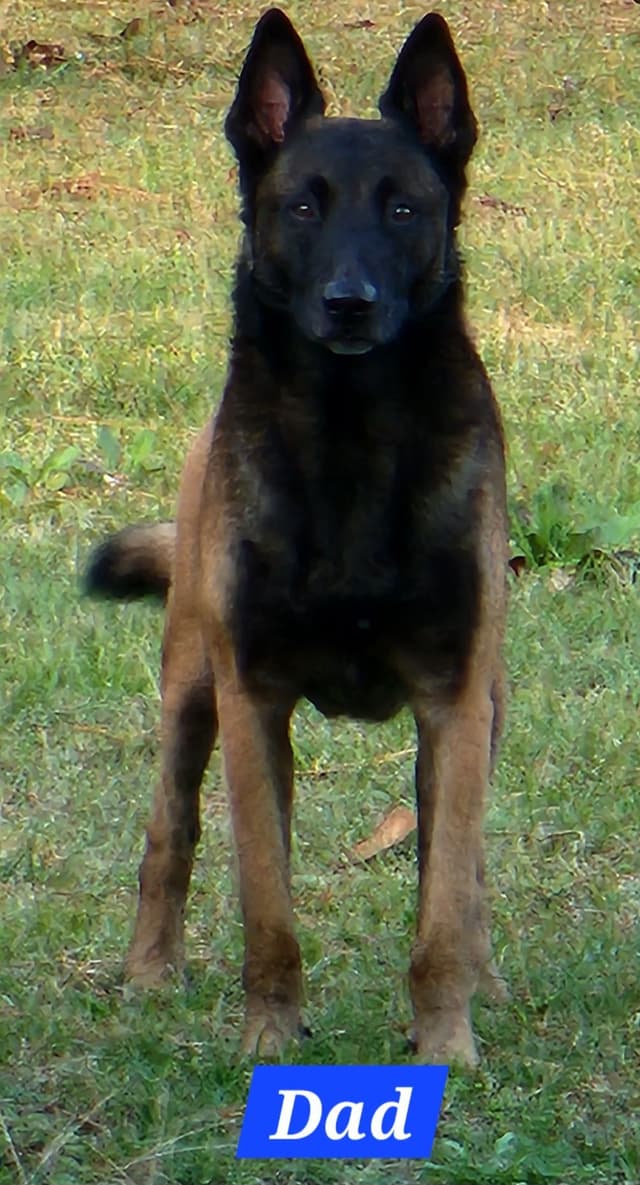 Holiday Farms Belgian Malinois Puppies media 17