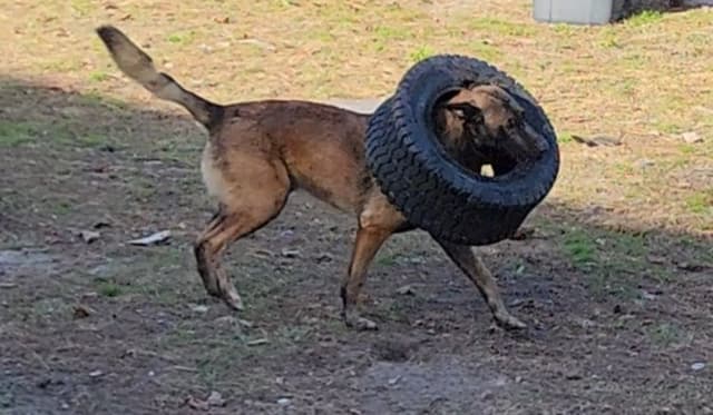Holiday Farms Belgian Malinois Puppies media 21