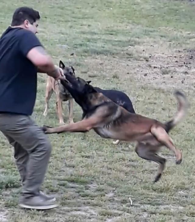 Holiday Farms Belgian Malinois Puppies media 23