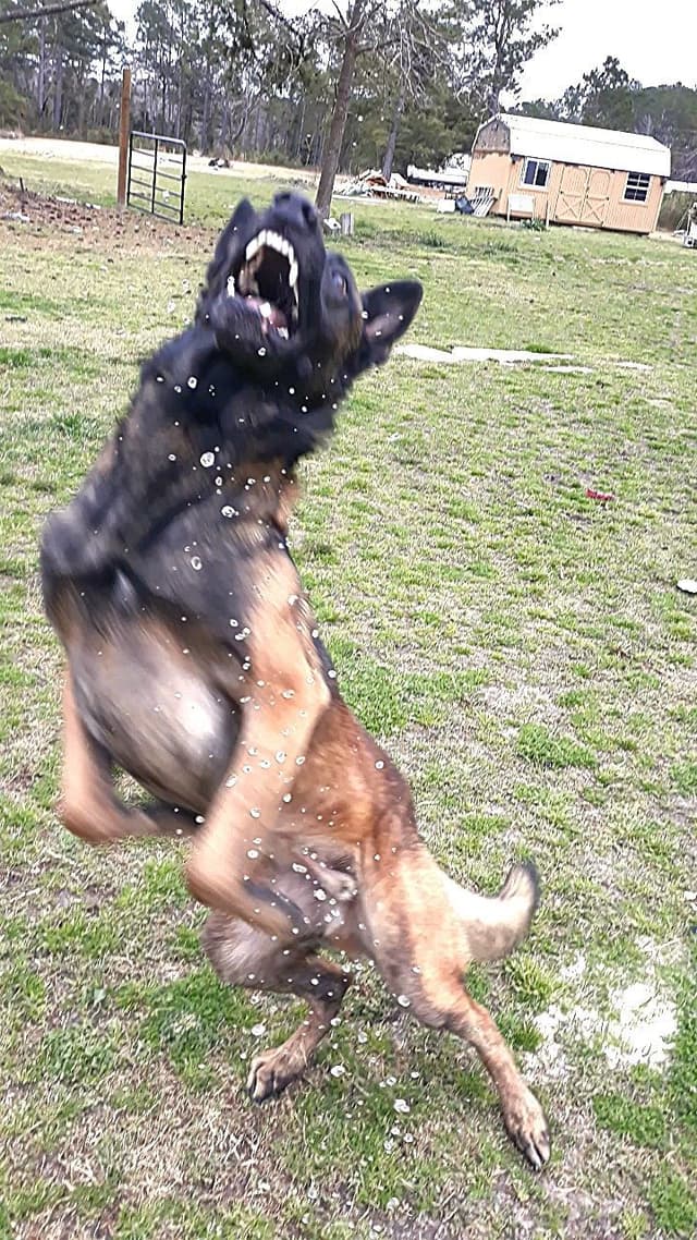 Holiday Farms Belgian Malinois Puppies media 24