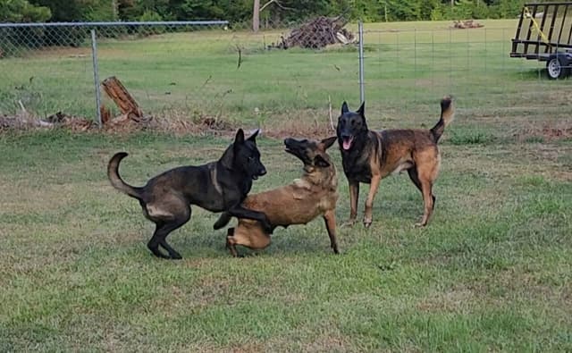 Holiday Farms Belgian Malinois Puppies media 26