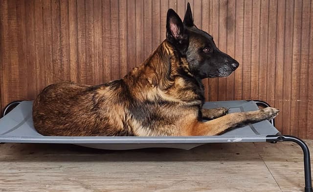 Holiday Farms Belgian Malinois Puppies media 25