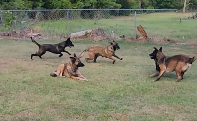 Holiday Farms Belgian Malinois Puppies media 27