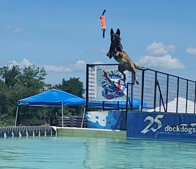 Holiday Farms Belgian Malinois Puppies media 29