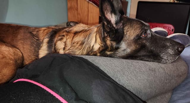 Holiday Farms Belgian Malinois Puppies media 22