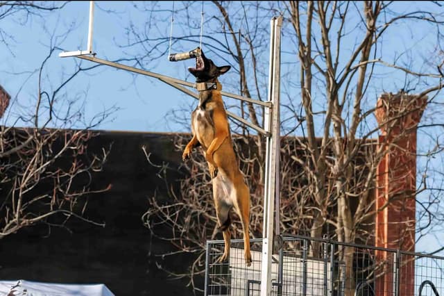 Holiday Farms Belgian Malinois Puppies media 30