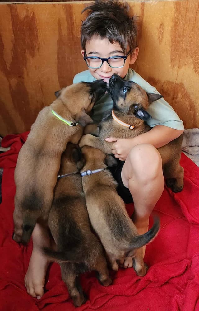 Holiday Farms Belgian Malinois Puppies media 12