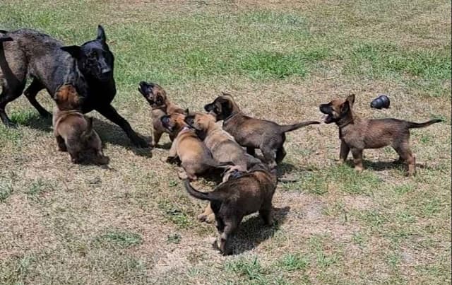 Holiday Farms Belgian Malinois Puppies media 13