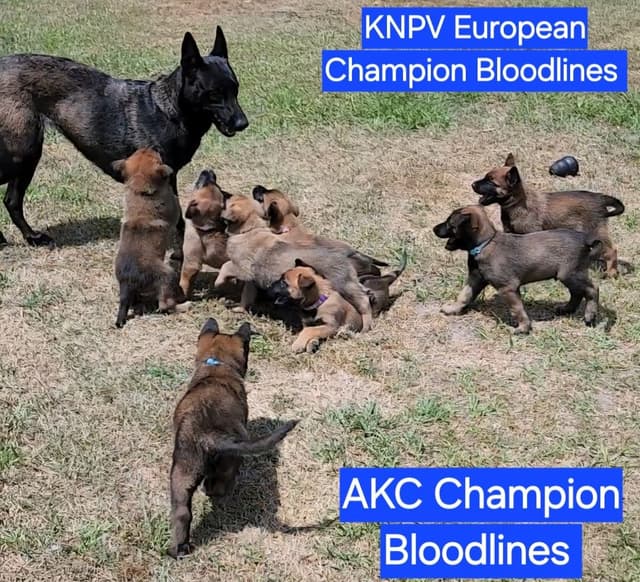 Holiday Farms Belgian Malinois Puppies media 8