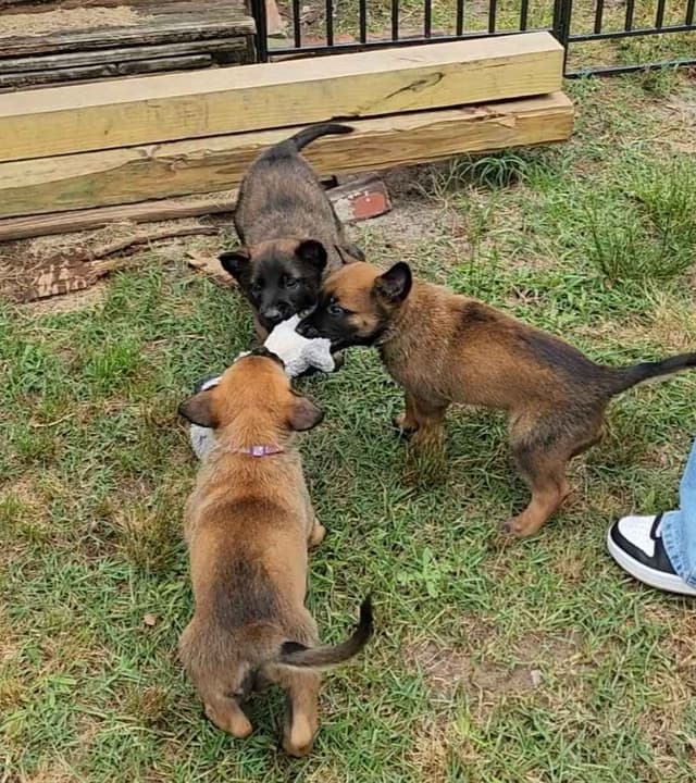 Holiday Farms Belgian Malinois Puppies media 11