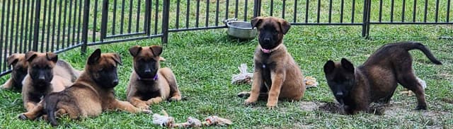 Holiday Farms Belgian Malinois Puppies media 7